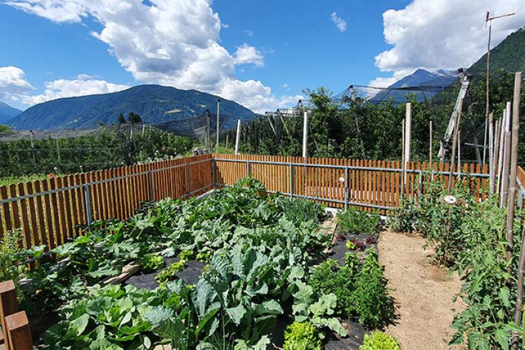 The vegetable garden