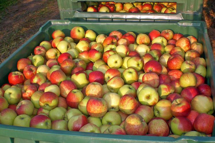 Mele altoatesine appena colte dall'albero