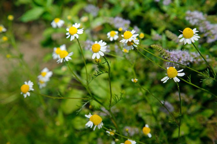 Camomilla del nostro orto delle erbe