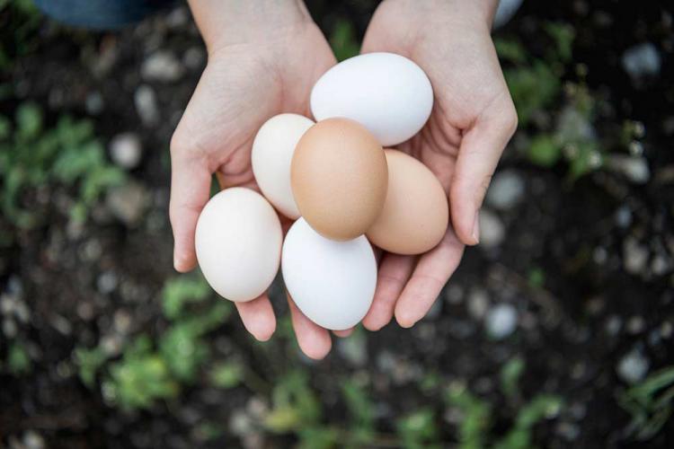 Uova di galline allevate all'aperto