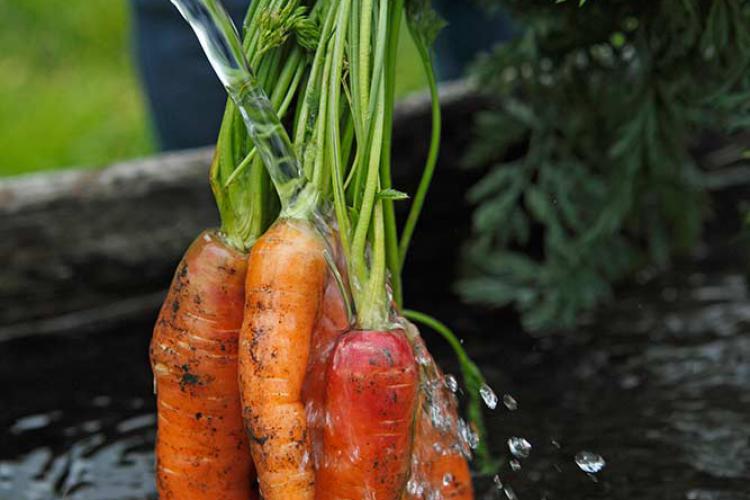 Freshly-picked carrots