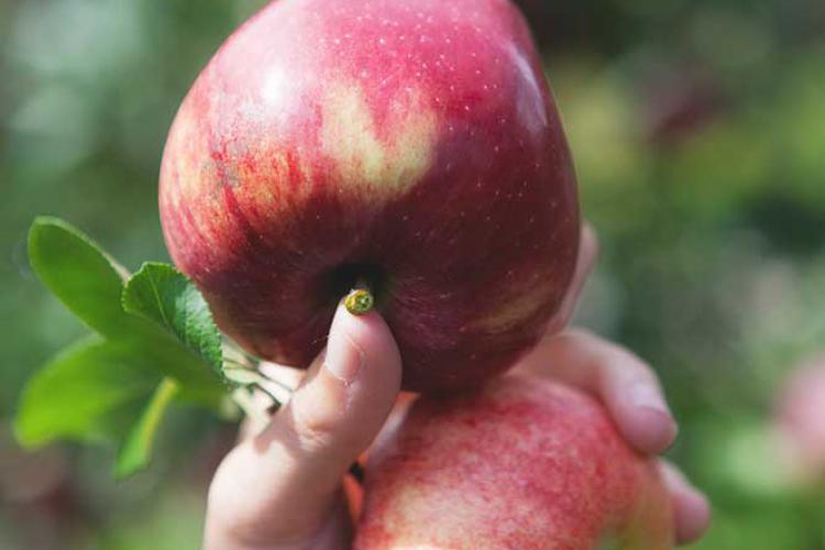 Juicy apples from our farm