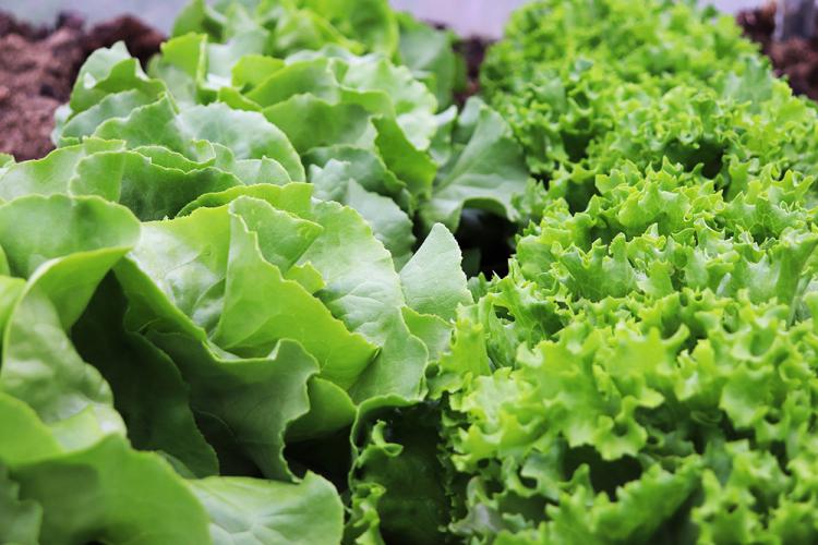 Leaf salad from our farm’s vegetable garden