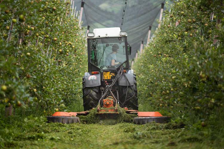 Mulching between tree-rows