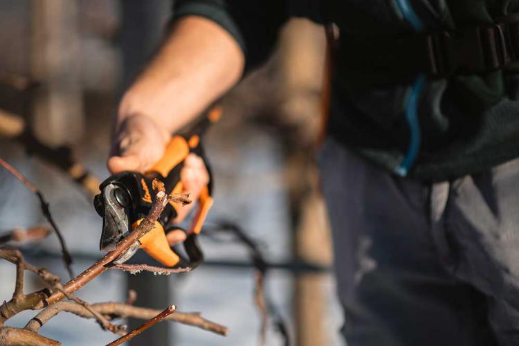 Tree pruning in spring