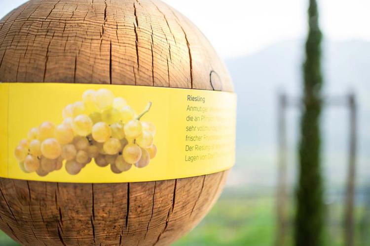 Wine trail – themed trail in Dorf Tirol