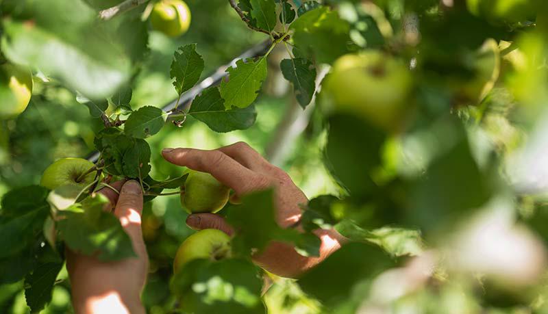 Ausdünnung - Ertragsregulierung im ökologischen Apfelanbau