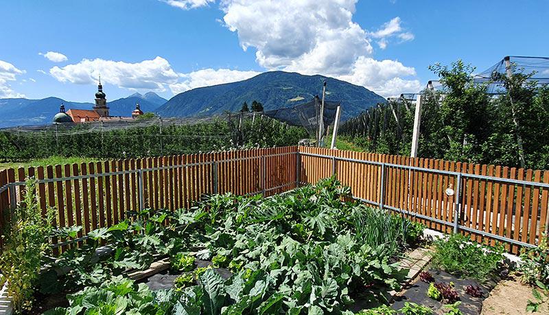 Our new vegetable garden