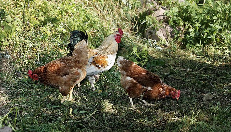 Le nostre galline "operose" Le nostre galline "operose"