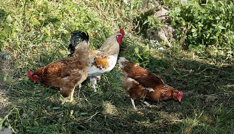 Our hard-working chickens