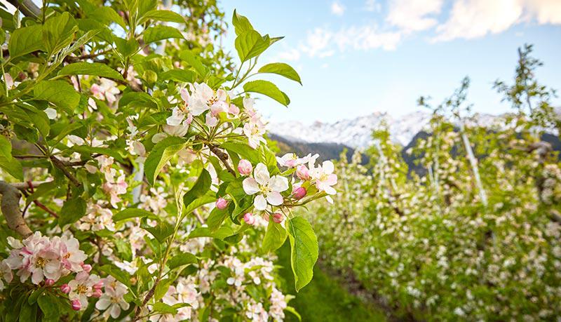 Apple blossom