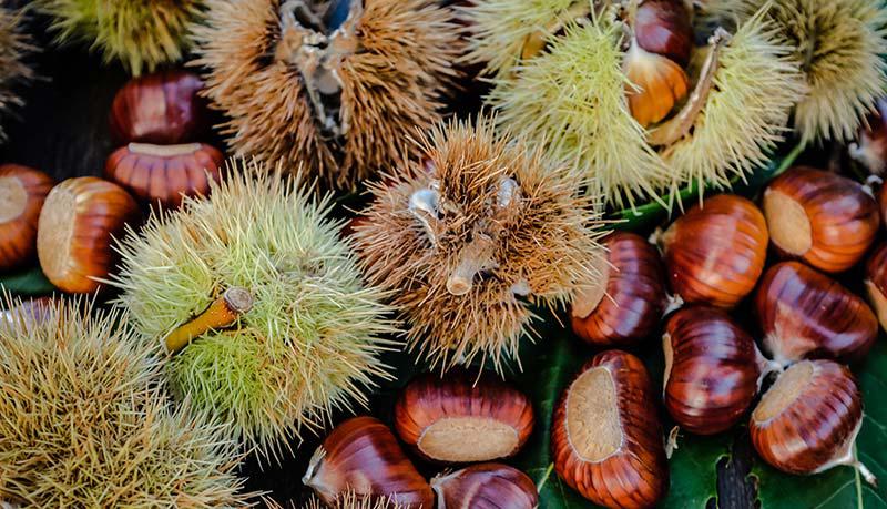 Kastanienernte im Herbst - Törggelezeit