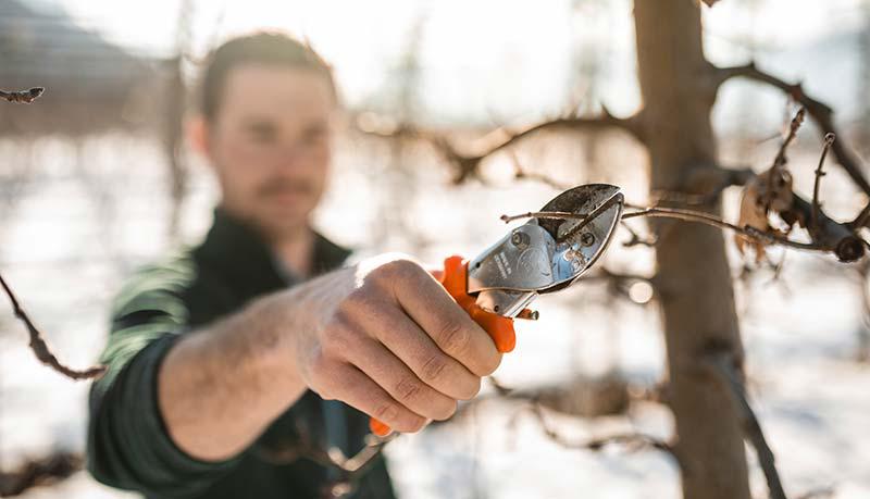 Tree pruning in winter