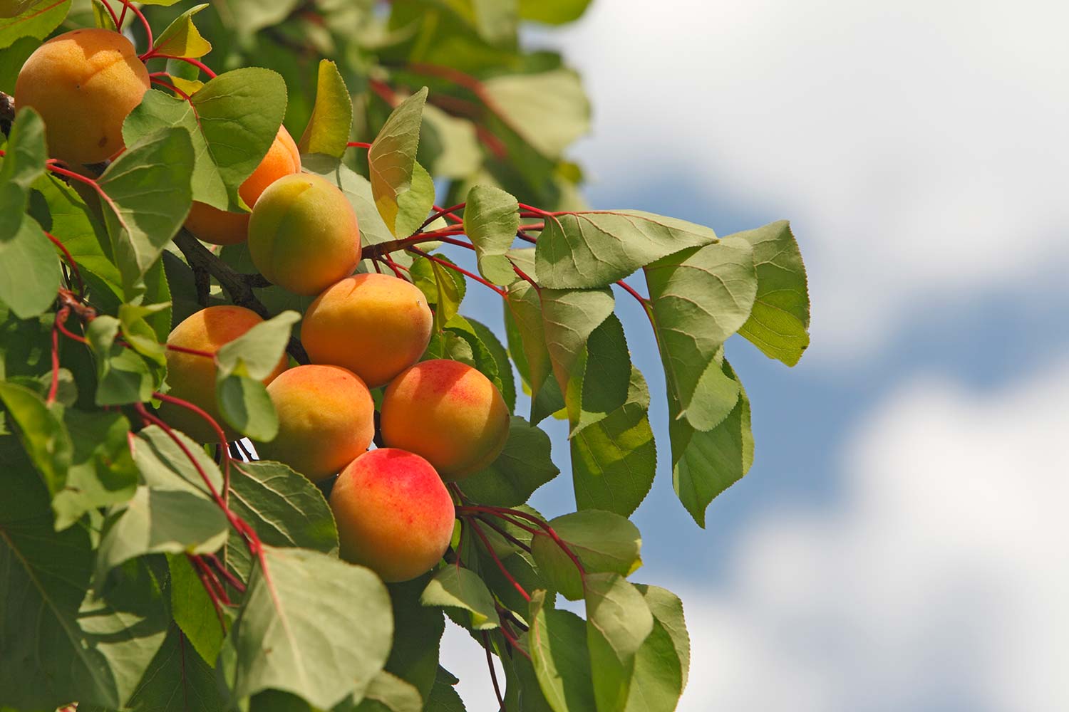 Sun-ripened apricots