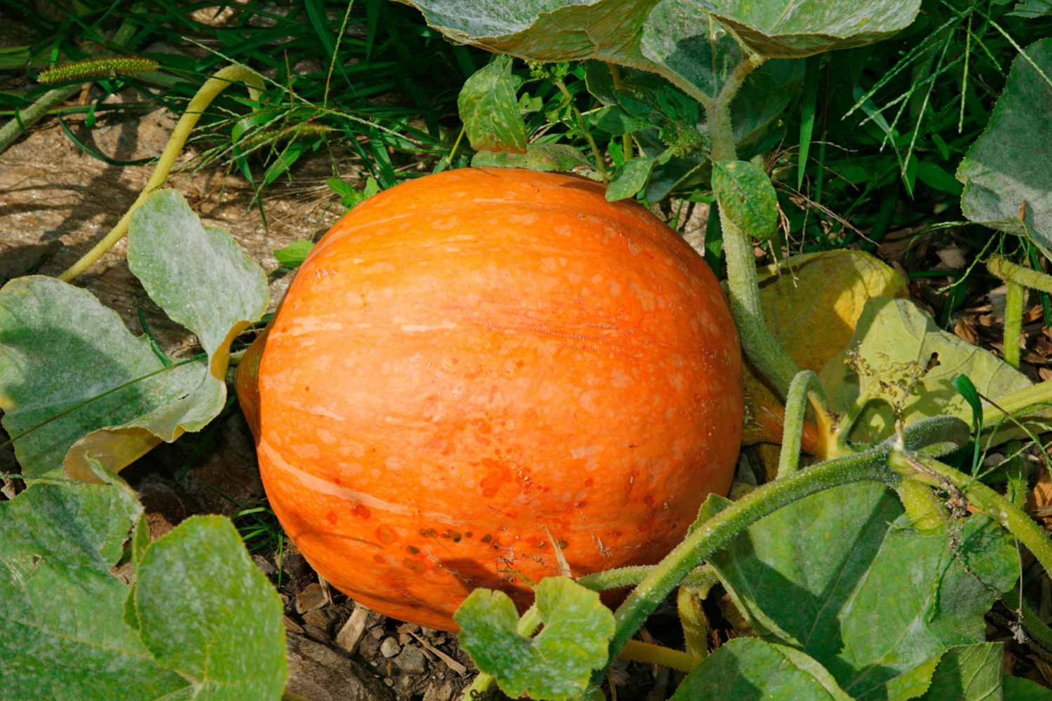 Tasty pumpkins