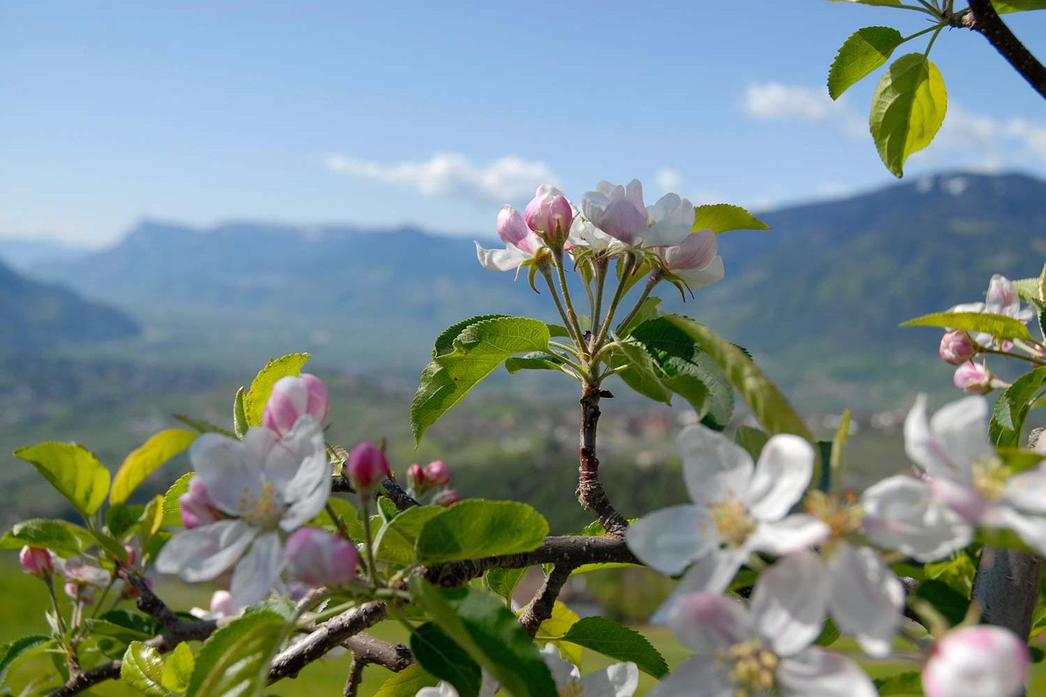 Apfelblüte im Frühling