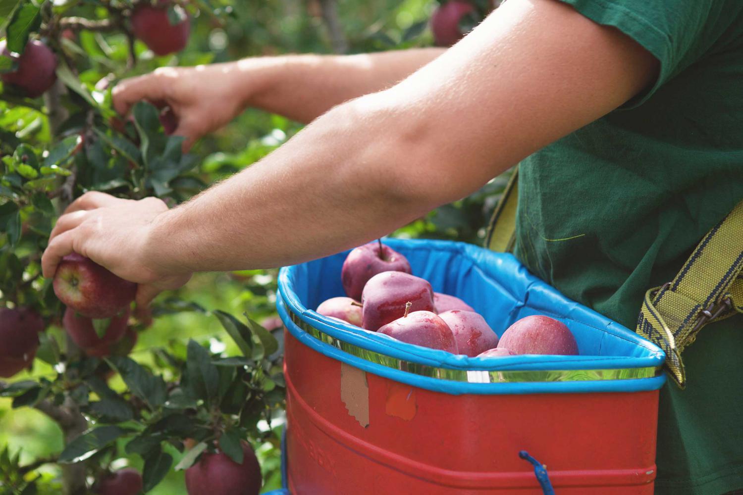 Apple harvest in South Tyrol