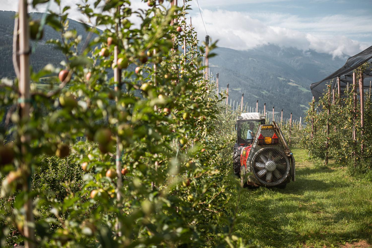 Working hard in the apple orchards