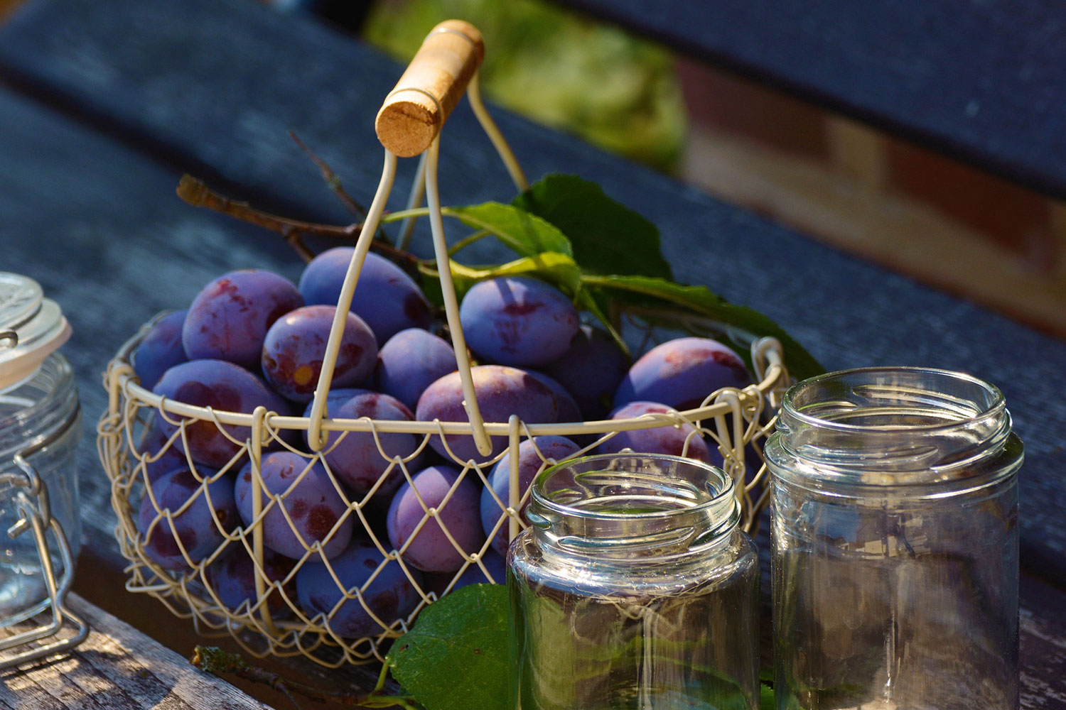 Plums fresh from the tree